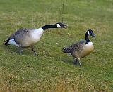 Canada Goose 9R005D-114